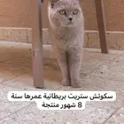 عايلة سكوتش عدد 3 للبيع ب 500 رياال