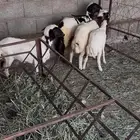 رخال