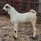 مشروع فحل بيشي