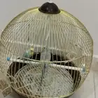 عصافييير للبيييع