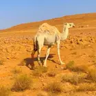 ناقة شاق ضريبة
