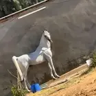حصان شيخ للبيع
