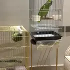 طيور امزونيات عنده سورة الإخلاص تم البيع تم البيع