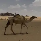 بنت جبار المختبر لقحه على شاهين بعير بن عفيشة