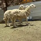 ضان حري