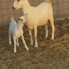 عنز بيشيه برصاء صنف