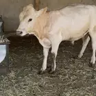 عجل ثور حسيل سويسري للبيع