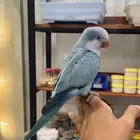 كويكر اليف هدد داخلي