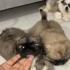 جراوي بيكينيز