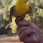 صفاري ذكر سليم الرياض