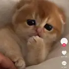 ابي قطوه سكوتش