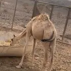 مزاد علي قعود للبيع آخر سومه يربح