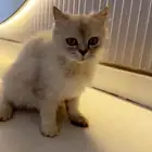 قطوه شيرازيه للبيع