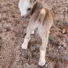 تيوس قزمية مواليد