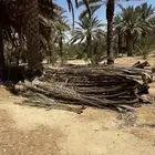 عسيف نخل .جريد نخل للبيع