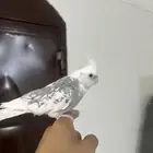 كروان اليف لون مميز