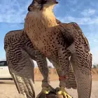 جير تبع للبيع