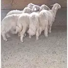 خرفان بلديه على الشرط