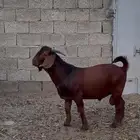 كلهاري بيور تم البيع