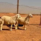 ذبايح .. نعيمي .. حري .. تيوس
