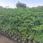 اتفاقيه انتاج وتوريد شتلات بالكميات