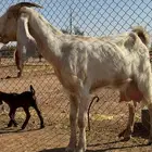 بيعن الله يبارك له معزا مطورات ولد حليب وافر