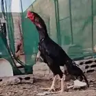 ديك شامو الماني