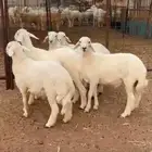 حري عمره 6 شهور