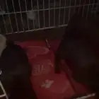 جراوي بق