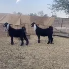 جفار