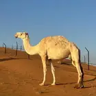 ناقة ضروبة للبيع