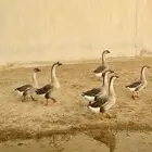 وز عراقي