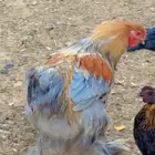 ديك براهما بوف العمر تقريبا 11شهر شرط صحة وشرط القريع