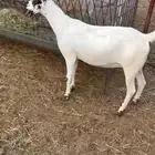 جفره بيشي صنف