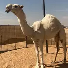 قعود فاخر تمامي وعلى الشرط