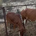 بقر