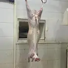 ذبايح شامل السلخ وتوصيل و التكيس وتغليف