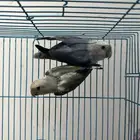 زوج روز منتج