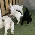 جفرات قزم بعمر شهرين