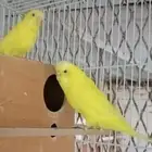 جوزين بادجي منتج