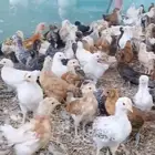 الخياله