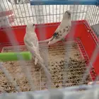 جوز طيور الحب