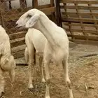نعجه للبيع