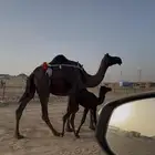 خلفات مجاهيم وحمرااء