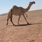 للبيع الضروبه رمانيه