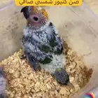 فرخ ببغاء صن كنيور شمسي لهواة التربية والهدد
