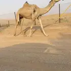 خلفه جذعه