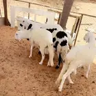سواكن مرابي ضحاي طيبه