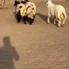 للبيع طليان نعيم جبره ومغلقه