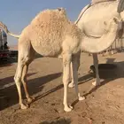 قعود